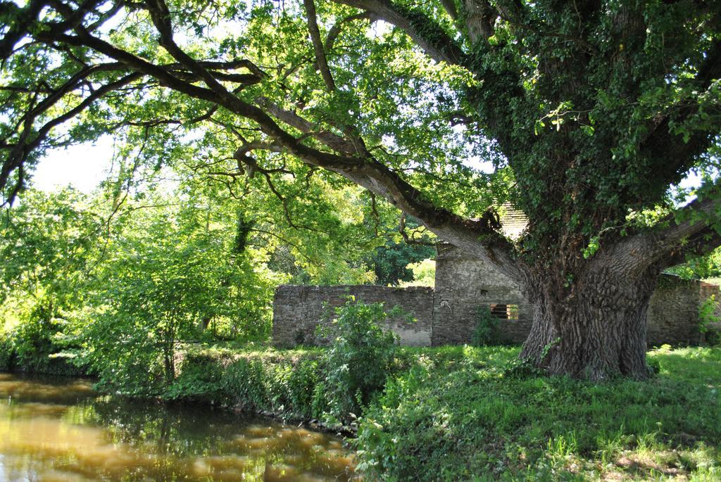 Le Manoir De La Vieille Douve Bed and Breakfast Bourg-d'Ire Esterno foto